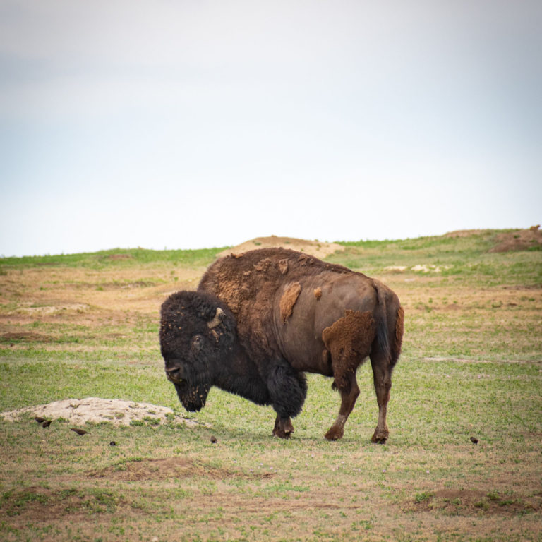 Wildlife